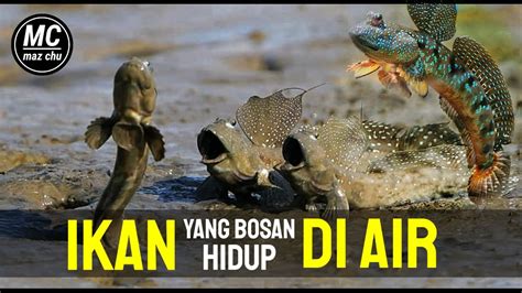Mudskippers Ikan Blodog Yang Bosan Hidup Di Air Youtube