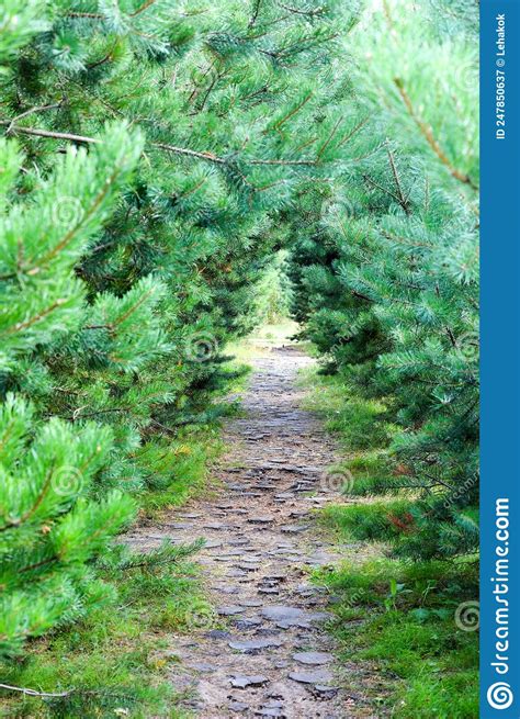 Path In A Dense Pine Forest Stock Image Image Of Amazing Countryside