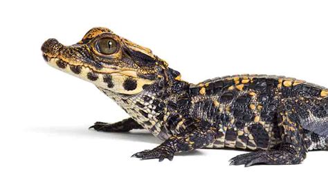 180 Awesome Alligator Names (Which Could Also Work On Crocodiles!)