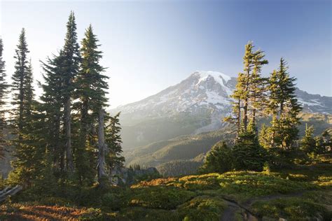 Mount Rainier And Alpine Forest At Sunset Fototapeter And Tapeter