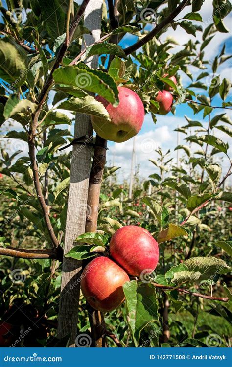Beautiful Optimistic Landscape With Apples In The Apple Garden Stock