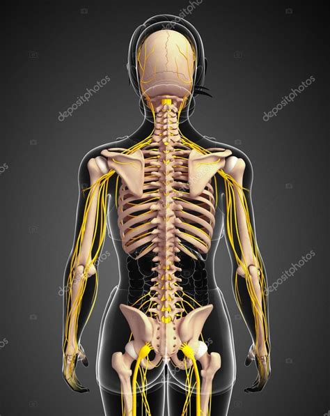 Nervous System And Female Skeleton Artwork Stock Photo By ©pixdesign123