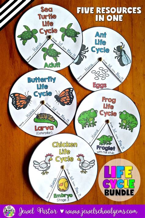 Life Cycles Bundle Ants Butterflies Chickens Frogs And Sea Turtles