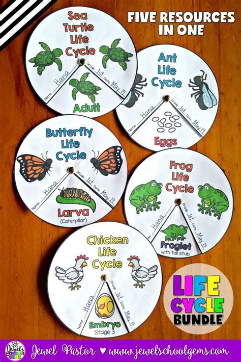 Animal Life Cycle Activities Bundle Animal Life Cycle Crafts Life