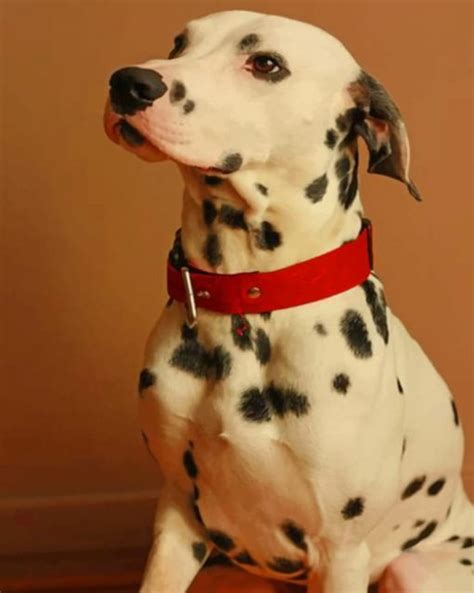 Dalmatian Breed Dog Paint By Numbers Numpaint Paint