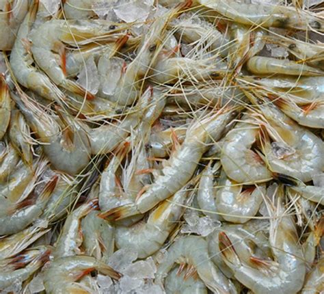 Shrimps Live Shrimps Prawn Walking Prawns Kolkata Id