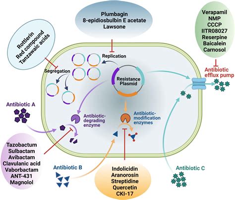 Frontiers Antibiotic Potentiators Against Multidrug Resistant Bacteria Discovery Development