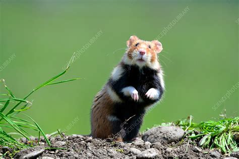 Common Hamster Standing Stock Image C0420896 Science Photo Library