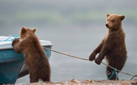 Archive Funny Bears Bear Bear Cubs