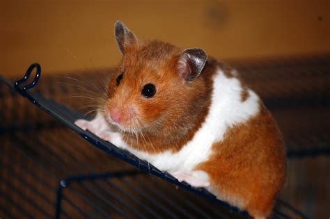 Hamster Sitting Flickr Photo Sharing