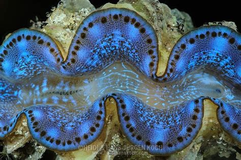 Giant Clam Animaux Yeux Sous Leau
