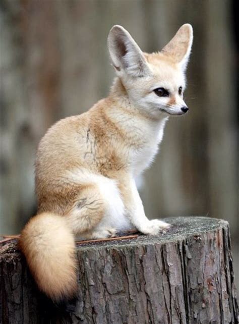 Would You Consider Getting A Fennec Fox As A Pet Quora