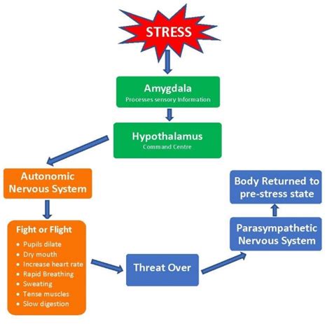 Considering The Stress Pain Cycle In Assessment Physiopedia