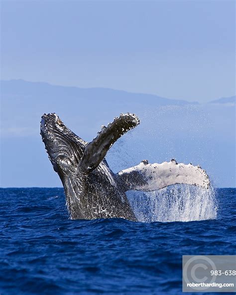 Dorsal fins on their backs, and ventral pleats running from the tip of the lower jaw back to the belly area. humpback whale, Megaptera novaeangliae, breaching, | Stock ...