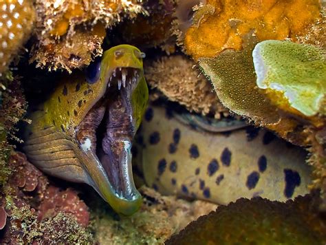 Moray Eel Fishes World Hd Images Free Photos