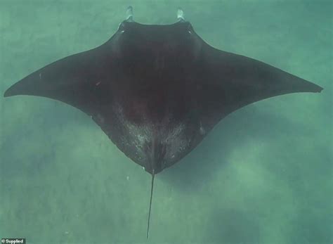 Incredible Moment A Massive Manta Ray Named Freckles Shows Divers Hooks