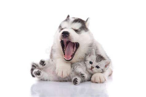 Cute Siberian Husky Puppy Cuddling Cute Kitten Stock Photo Image Of