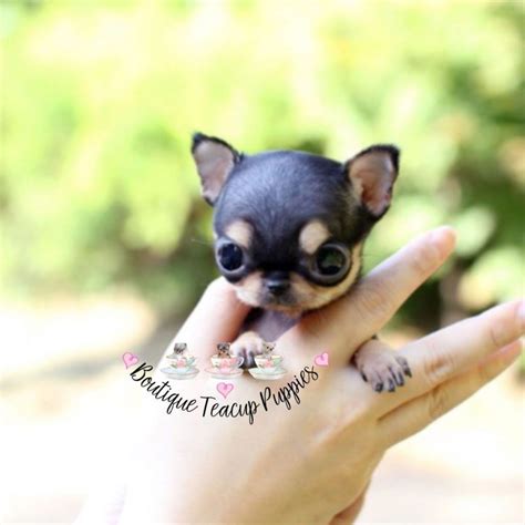 Fluffy Teacup Chihuahua Puppies Pets Lovers