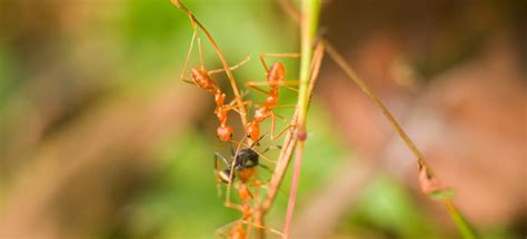 Maybe you would like to learn more about one of these? How to Get Rid of Ants in the Kitchen - Fantastic Services ...