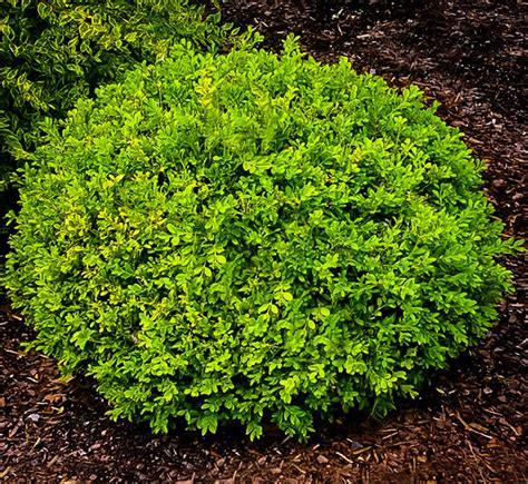 Buxus Microphylla Japonica ‘baby Gem Boxwood Maple Hill Nursery