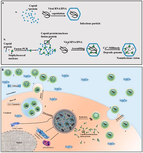 Viruses Free Full Text Capsid Targeted Viral Inactivation A Novel