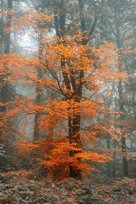 Surreal Alternate Color Fantasy Autumn Fall Forest Landscape Conceptual