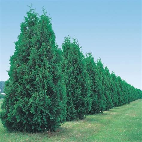 Burgess Seed And Plant Co Green Giant Arborvitae Fast Growing Trees