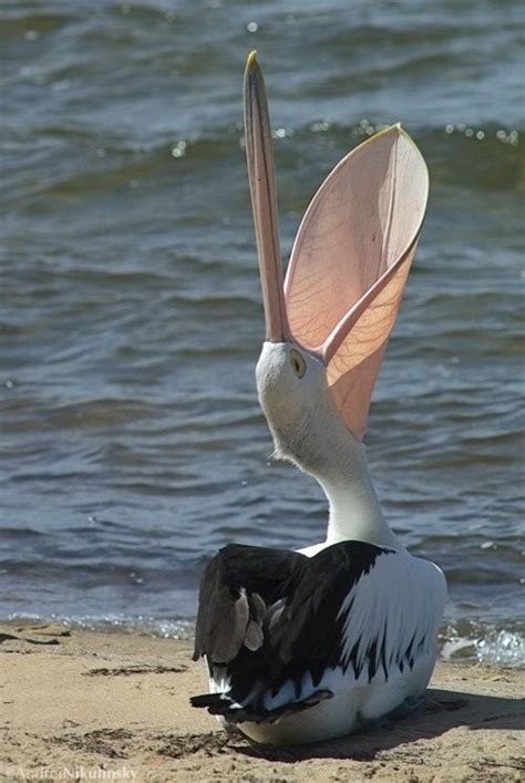 11 Best Images About Pelicans Such An Interesting Bird On Pinterest