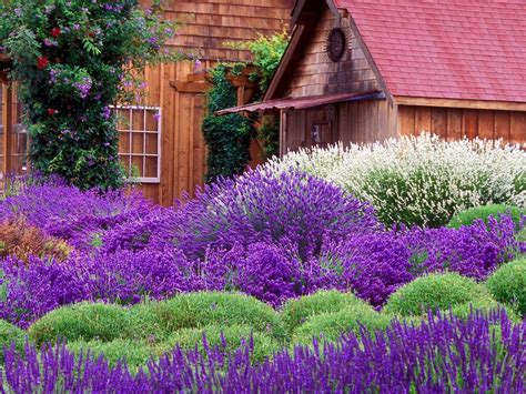 Maybe you would like to learn more about one of these? Lavender Cottage Wallpaper and Background Image ...