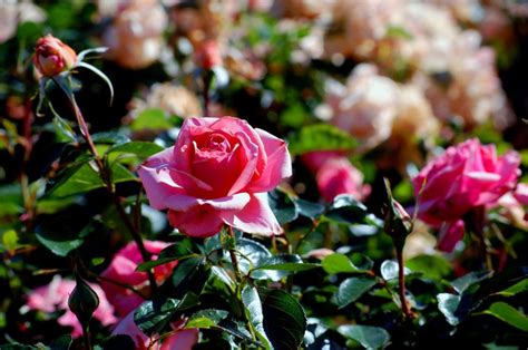 8 bulbi di fiori da piantare in estate deabyday tv. I consigli di un vivaista sulle rose migliori da piantare ...