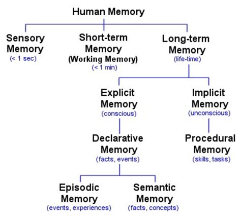 Memory And Brain Mechanisms Hubpages