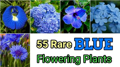 Pictures Of Blue Flowers With Names
