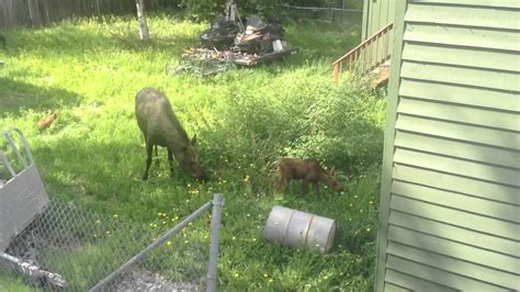 Moose In The Yard Youtube