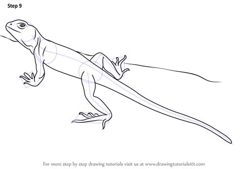 Begin by drawing the general shapes of your lizard. Step by Step How to Draw a Collared Lizard ...