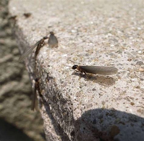 Bugs That Look Like Termites Pestseek