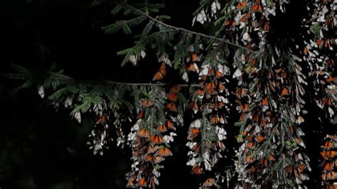 Monarch Butterfly Numbers In Mexico Rise By 35