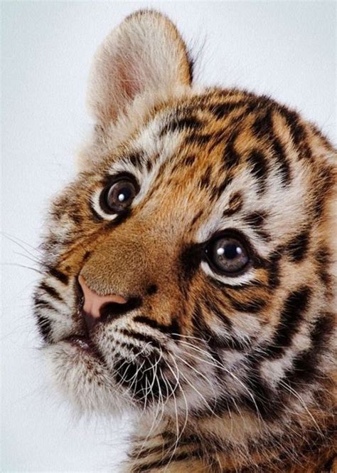Funny Wildlife Baby Tiger On We Heart It Cute Animals Cute