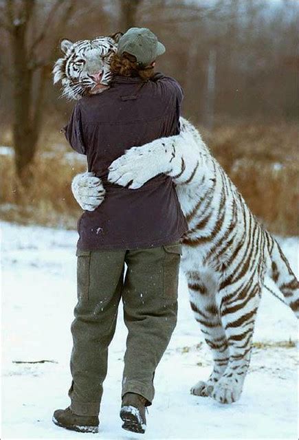 White Tiger Hugs A Man Is The Tiger Hugging The Man Or Tr Flickr