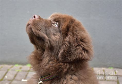 Cute Brown Newfie Puppy Dog Looking Up In The Air Photograph By Dejavu