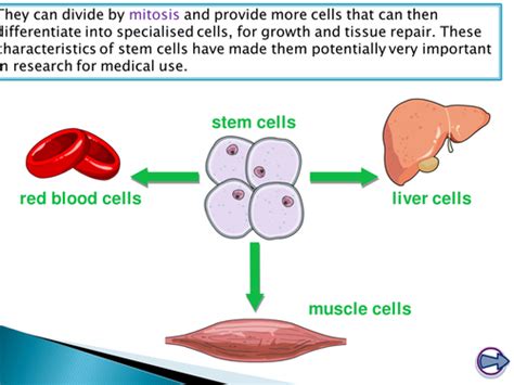 New Spec Ocr A Level Biology Module 2 Chapter 6 Cell Division Stem Cells Teaching