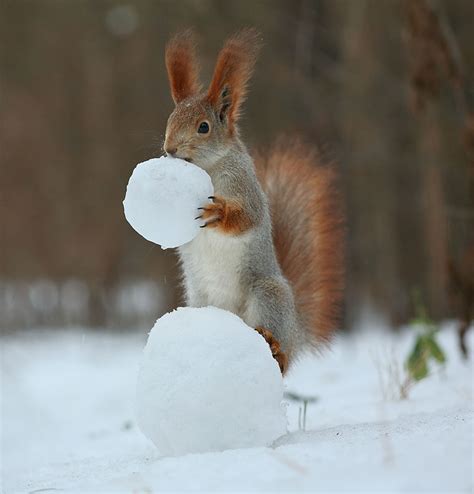 Russian Photographer Takes Pictures Of Squirrels Going Nuts In The Snow