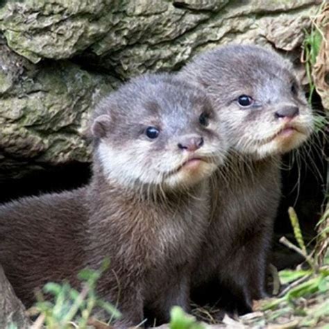 Innocent And Cute Baby Otters Otters