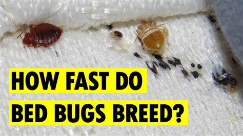 How Fast Are Bed Bugs Able To Breed Youtube
