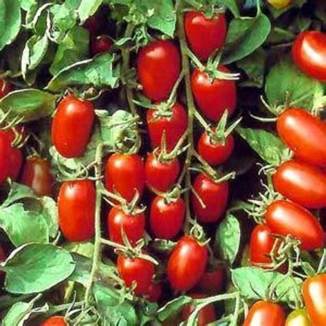 Check out our juliet tomato plants selection for the very best in unique or custom, handmade pieces from our shops. Tomato Juliet | Juliet Tomato | The Flower Spot