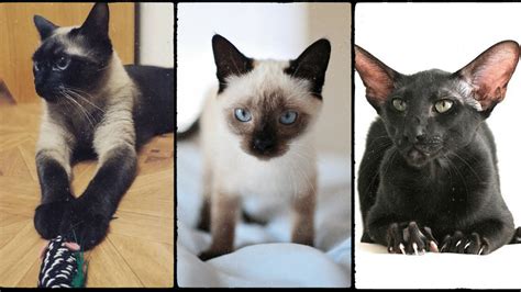 Do Siamese Cats Change Color Answer Might Surprise You