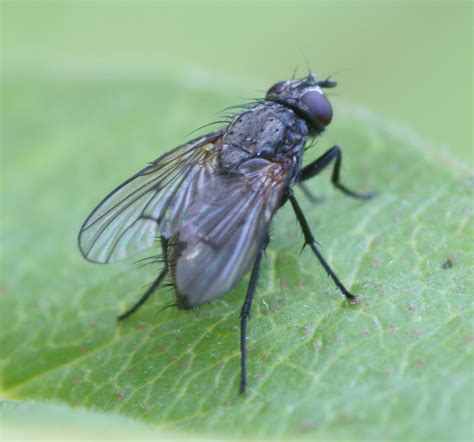 Fileblack Fly Isojärvi Wikimedia Commons