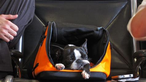 Paszport dla psa Jak i gdzie wyrobić dokument Ile kosztuje Traveler