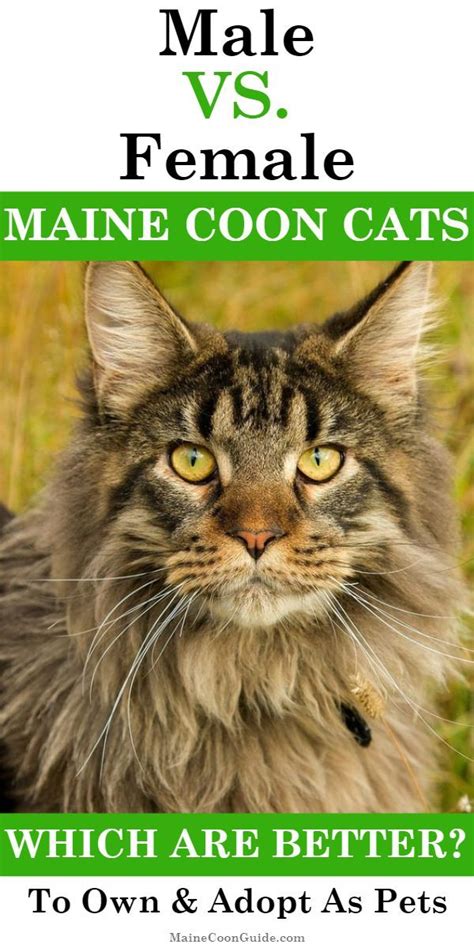 Another question that should be addressed is could a maine coon frame be supported on munchkin legs? Maine Coon Cat Male Or Female - Best Cat Wallpaper