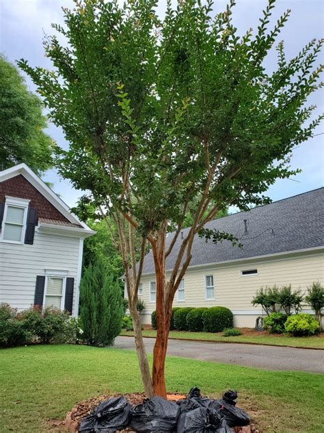 Crapemyrtle Pruned Correctly Pictures Walter Reeves The Georgia