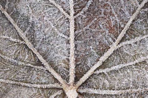 Macro Photography How To Photograph Frost And Ice Nature Ttl